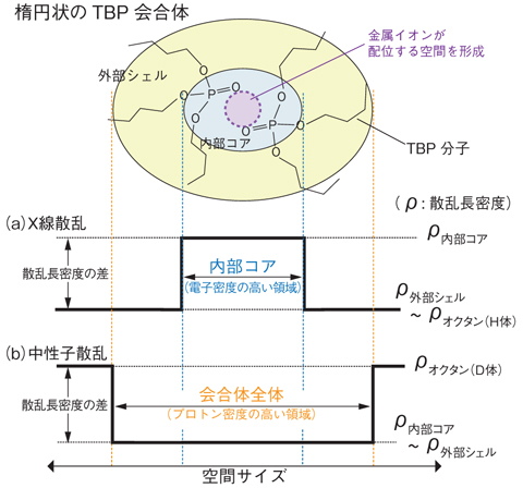 図5-20　TBPがつくる楕円状の秩序構造においてX線と中性子線が検出し得る部分構造と散乱長密度の関係