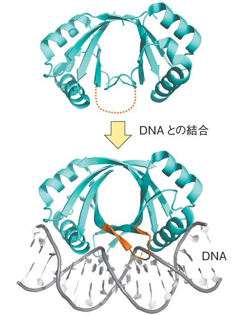 図5-5　ウシのパピロマウイルスのE2タンパク質で観察されたタンパク質の構造変化