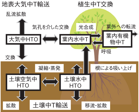 図8-21　開発した陸面モデルで考慮されるTの移行過程