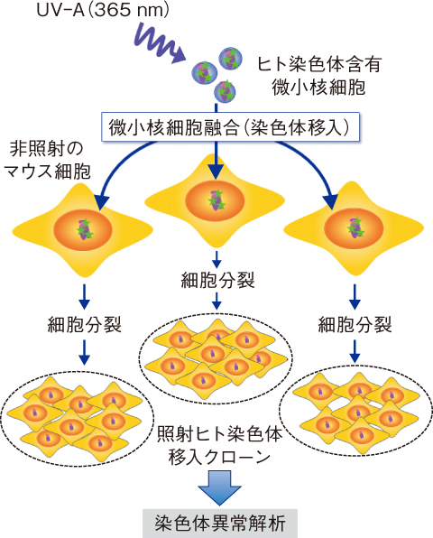 図3-10　微小核細胞融合法を用いたDNA損傷の移入