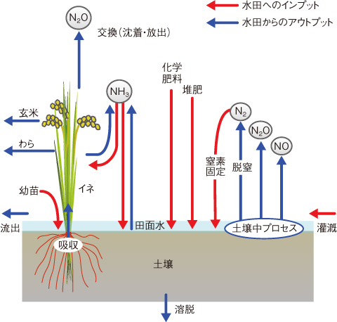 図4-21　水田における窒素循環