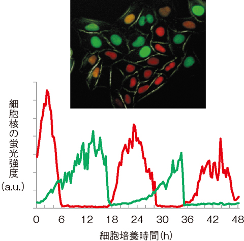図3-10　HeLa-Fucci細胞の蛍光強度の時間変化