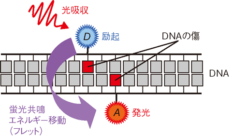 図5-24　フレットを利用したクラスターDNA損傷の検出原理