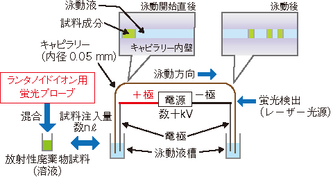 図8-8　キャピラリー電気泳動法による簡易分析法の開発