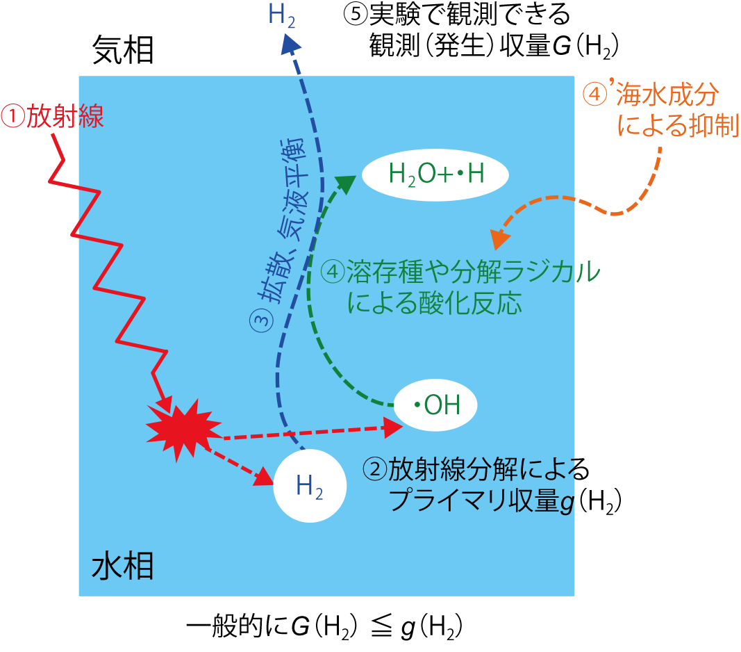 図1-14　放射線分解による水素(H2)生成と水中での反応(模式)