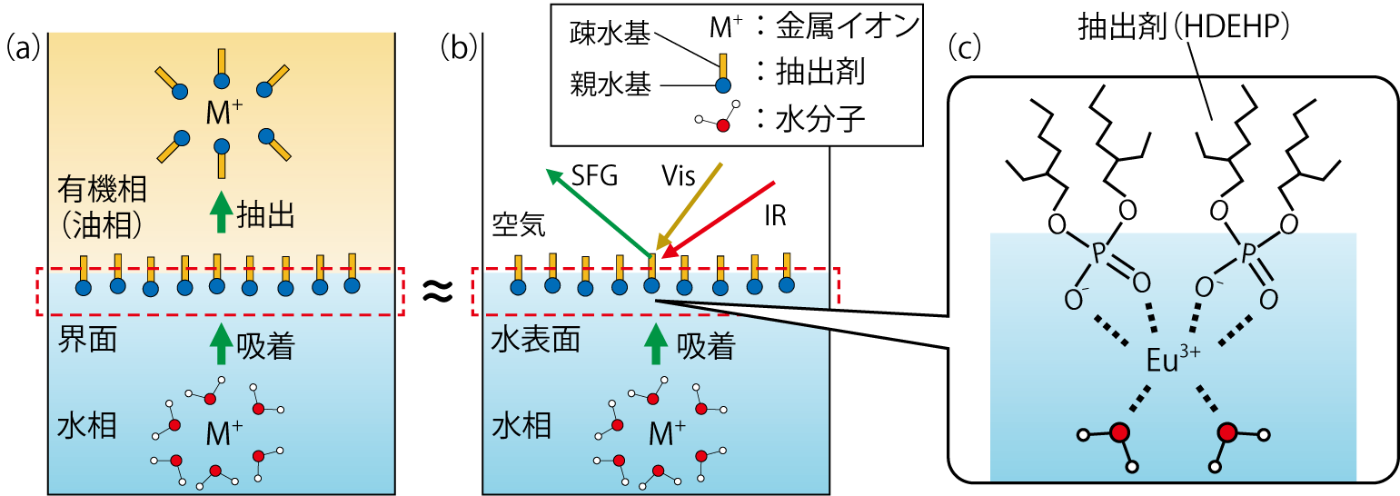 図4-8　(a)一般的な溶媒抽出の概略図(b)本研究法の概略図(c)本研究で明らかにした界面における金属イオンの構造