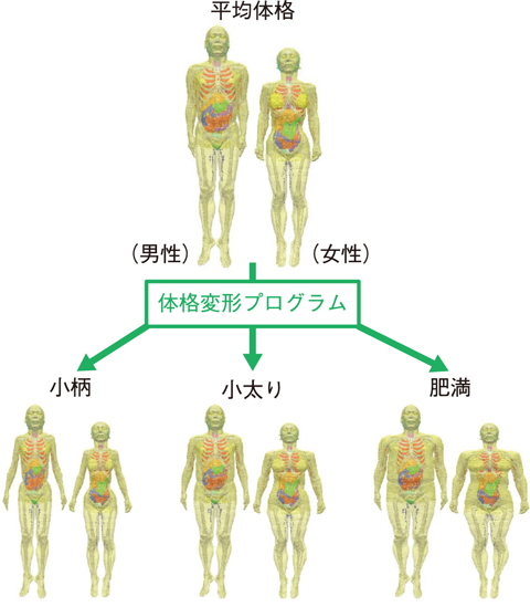 図４-１１　開発した体格変形プログラムを用いた日本人男性（左）及び女性（右）の人体モデルの構築