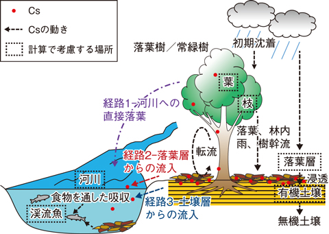 図１-１８　森林内のCsの動きと渓流魚への移行の概念図及びモデルで考慮した場所