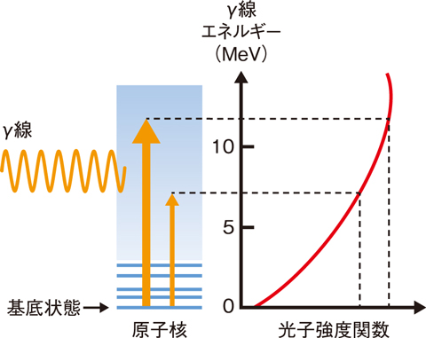 図４-２　原子核のγ線吸収と光子強度関数の関係