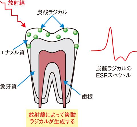 図４-９　放射線によって歯に生成する炭酸ラジカル
