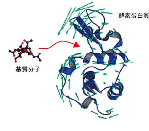 図５-１１　機能発現に伴う蛋白質構造の動き