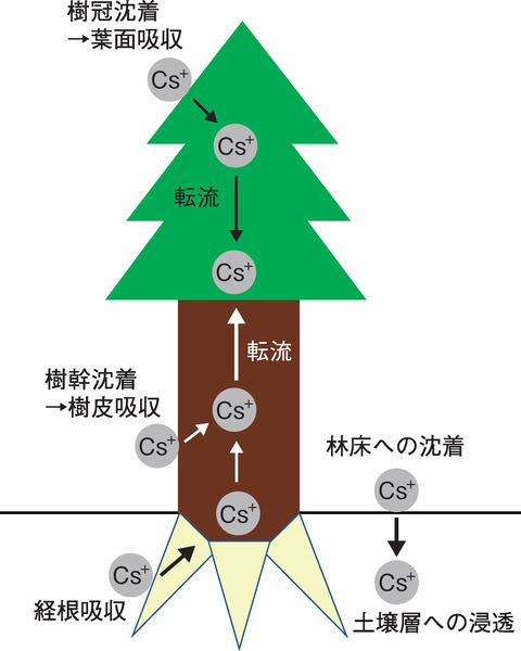 図1-35 樹木へのCs吸収と転流の概念図