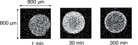 図8-8 模擬廃抽出溶媒から吸着処理したZrのPIXE画像