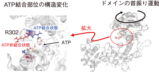 図5-9 ATP結合部位R３０２(３０２番目のアルギニンの側鎖)の構造変化(左)とドメインの首振り運動(右)
