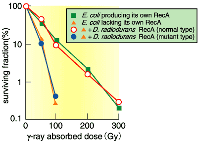 The RecA proteins of Deinococcus radiodurans and Escherichia coli