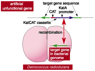 Genome Sequence of the Radioresistant Bacterium Deinococcus