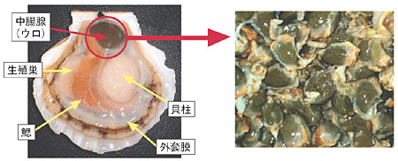 たゆまざる探究の軌跡 研究活動と成果04