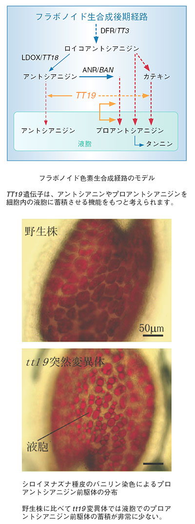 たゆまざる探究の軌跡－研究活動と成果2004